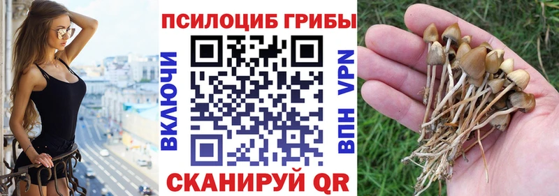 маркетплейс наркотические препараты  как найти закладки  Гусев  Галлюциногенные грибы Psilocybine cubensis 